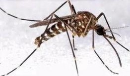 会吃瓜的蚊子,揭秘夏日里的神秘小生灵