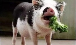 养猪吃瓜直播火了,网络新潮流下的趣味农业直播现象