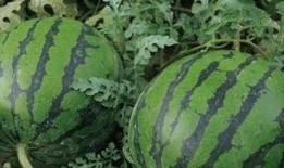 吃瓜还是要网,吃瓜还是上网？揭秘网络时代的娱乐风向标