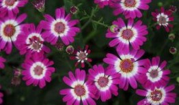 吃瓜叶菊的虫子,常见虫害及防治方法