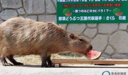 水豚吃瓜视频比赛,萌宠欢乐秀，瓜果飘香时