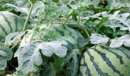 邹城疫情期间吃瓜,瓜田里的温暖与力量