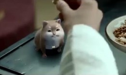 无极吃瓜,揭秘娱乐圈背后的那些事儿