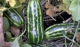 梢瓜怎么吃6,6种创意吃法解锁美味新境界