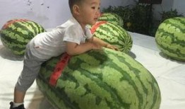 海阳吃瓜事件,揭秘网络舆论的狂欢与反思