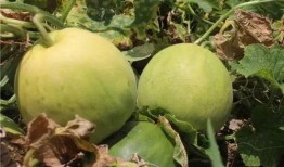 玉瓜这么吃,解锁美味新境界