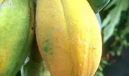 吃瓜吃惊,揭秘幕后真相！