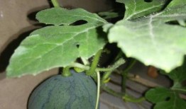 杨瓜树怎么吃,天然美味，健康食用的绿色秘籍