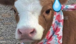 抖音吃瓜金仔是哪家公司,揭秘其崛起之路！”