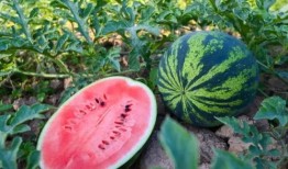 林州吃瓜最近,揭秘当地特色美食背后的故事