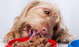 狗吃瓠子瓜,揭秘狗吃瓠子瓜的奇妙之旅