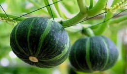 灵霄吃瓜后续,揭秘娱乐圈风云再起