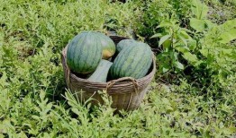 吃田瓜怎么留种,如何科学留种，培育优质新苗