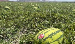 宁夏花式吃瓜,创意无限的花式吃瓜体验