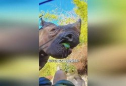 犀牛吃瓜的题目,探寻动物世界的独特饮食习惯