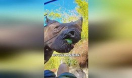 犀牛吃瓜的题目,探寻动物世界的独特饮食习惯