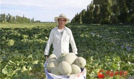 吃瓜酒泉,吃瓜群众的美食之旅