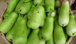 葫芦瓜给小狗吃,小狗的天然美味零食