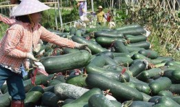 吃哪些瓜下火,吃对瓜果，轻松下火降温