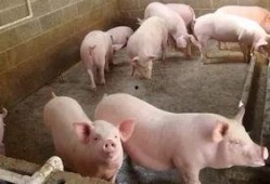 养猪吃瓜直播火了,网络新潮流下的趣味农业直播现象