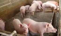 养猪吃瓜直播火了,网络新潮流下的趣味农业直播现象