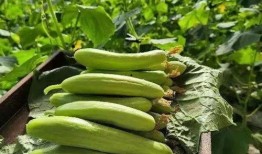 吃瓜有股味,探寻瓜果的独特风味之谜