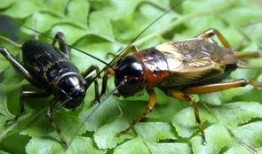 带你吃瓜蛐蛐图片,带你探秘“带你吃瓜蛐蛐”图片背后的趣味世界