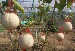 玉瓜这么吃,解锁美味新境界