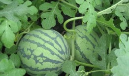 国内各种吃瓜视频,揭秘国内热门吃瓜视频背后的故事