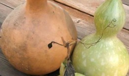 葫芦瓜给小狗吃,小狗的天然美味零食