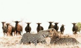 犀牛吃瓜的题目,探寻动物世界的独特饮食习惯