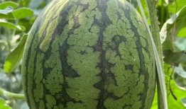 黑藤吃瓜,揭秘娱乐圈背后的秘密与真相