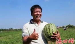 大丰吃瓜,揭秘当地特色美食背后的故事