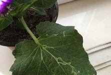 吃瓜叶菊的虫子,常见虫害及防治方法