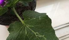 吃瓜叶菊的虫子,常见虫害及防治方法