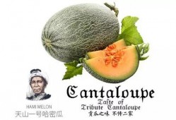 看瓜吃瓜推文怎么写文案,跟随看瓜吃瓜，解锁趣味文案新境界