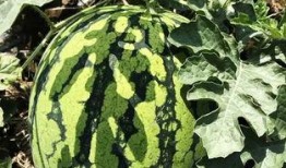 北月吃瓜,揭秘娱乐圈那些不为人知的幕后故事