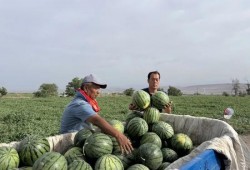 吃瓜大队副队长,揭秘娱乐圈幕后风云