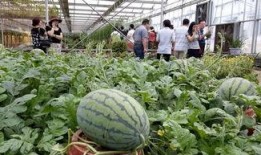 邹城疫情期间吃瓜,瓜田里的温暖与力量