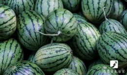 都在哪里吃瓜的,揭秘“都在哪里吃瓜”现象背后的网络文化现象