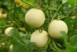 芯动基地吃瓜,揭秘科技园区里的“吃瓜”风云