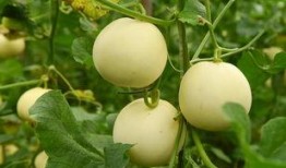 芯动基地吃瓜,揭秘科技园区里的“吃瓜”风云