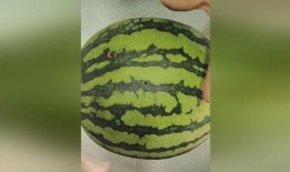 骚瓜可以吃吗,揭秘其食用价值与食用方法