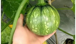 赣榆话吃瓜,揭秘地方方言中的趣味生活