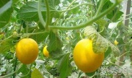 吃伊丽莎白瓜胖么,吃它真的会胖吗？