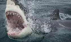 重庆大白鲨吃瓜,揭秘神秘海洋生物习性