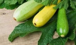 痛风吃瓜远,科学吃瓜，远离痛风困扰