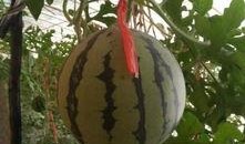 吊瓜可以跟鸡蛋一起吃吗,健康美味两不误