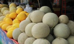 瓜州特色免费吃瓜买特产,免费吃瓜盛宴，畅享特色特产之旅