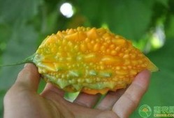 黄金蓝瓜怎么吃,解锁美味新体验